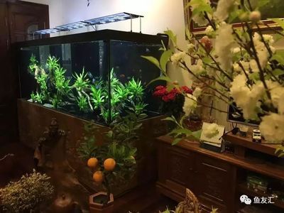 魟魚進缸多久算穩定適應：魟魚入缸后的適應期是養魚過程中非常關鍵的一個階段
