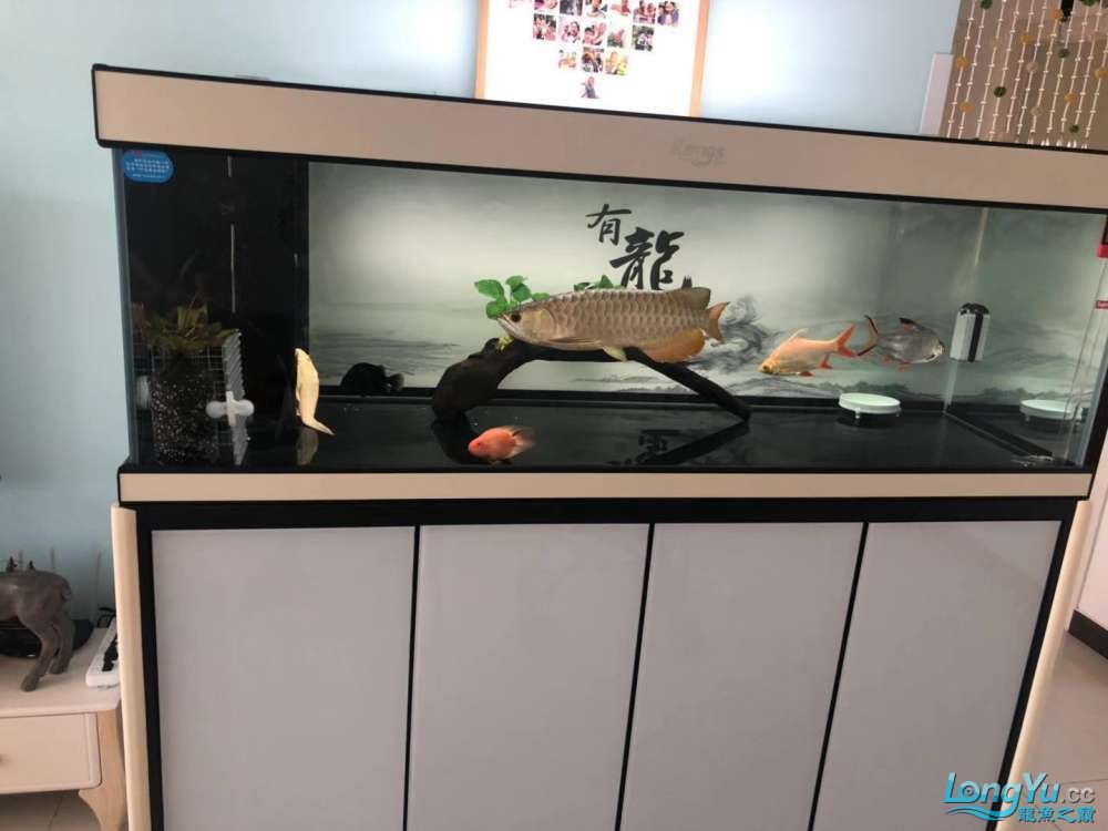 烏蘭察布水族館愛龍仕精養缸一個月使用體驗