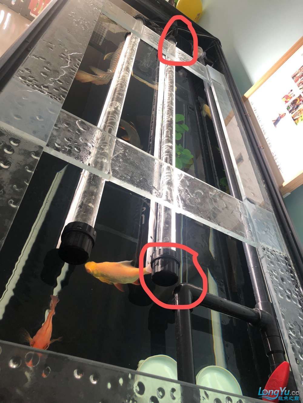 烏蘭察布水族館愛龍仕精養缸一個月使用體驗