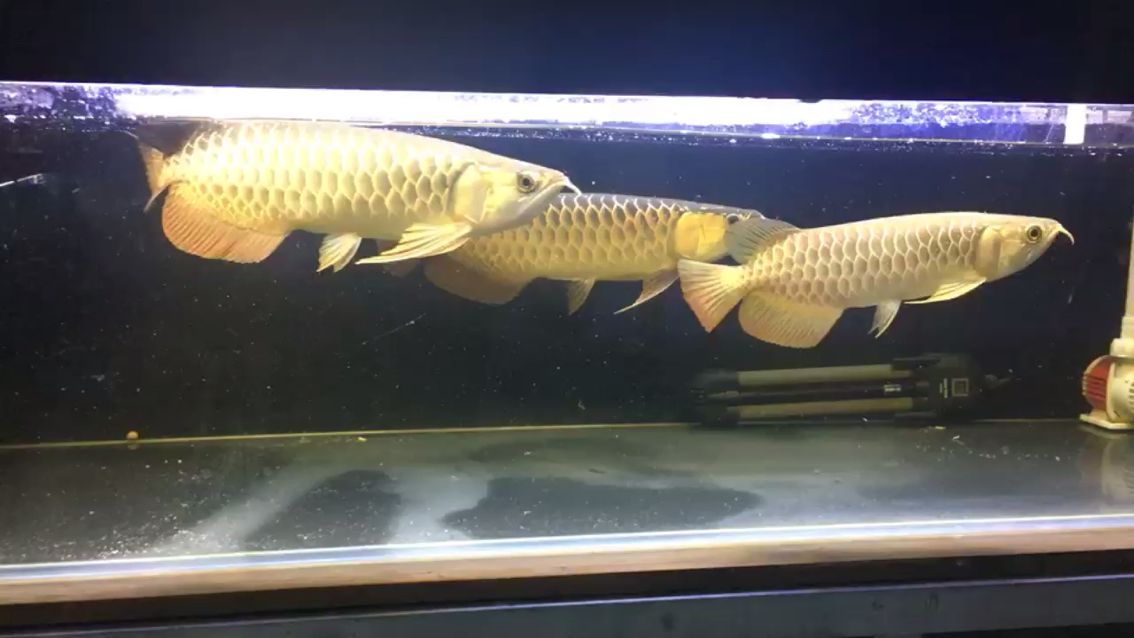 李亞四古典過背新魚到貨
