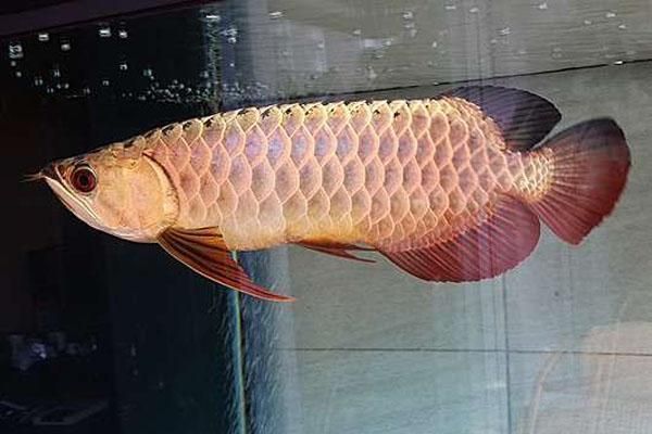紅尾過背金龍魚：紅尾過背金龍魚是觀賞魚中頗受歡迎的品種之一