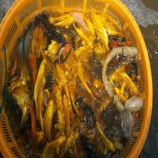 龍鳳錦鯉（龍鳳錦鯉養殖技巧,龍鳳錦鯉的養殖技巧）