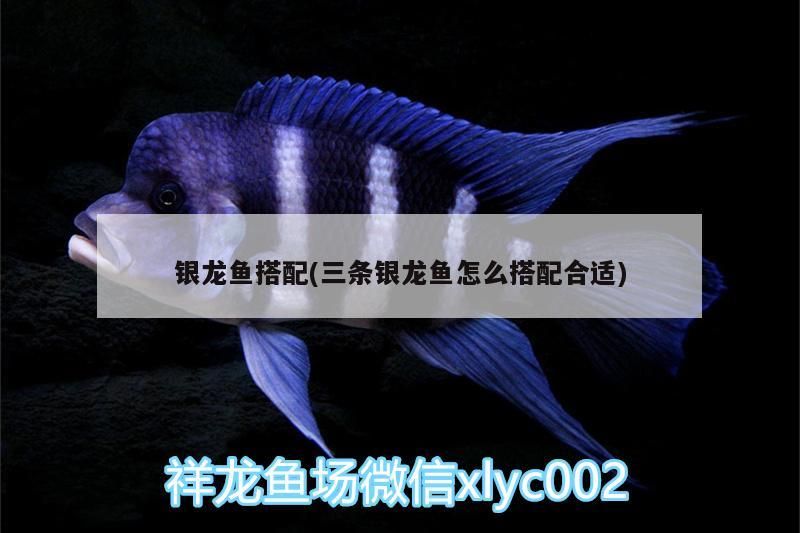 銀龍魚搭配(三條銀龍魚怎么搭配合適)