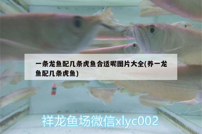一條龍魚配幾條虎魚合適呢圖片大全(養(yǎng)一龍魚配幾條虎魚)