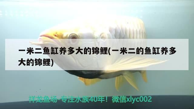 一米二魚缸養多大的錦鯉(一米二的魚缸養多大的錦鯉) 一米二魚缸養多大的錦鯉(一米二的魚缸養多大的錦鯉) 元寶鳳凰魚百科