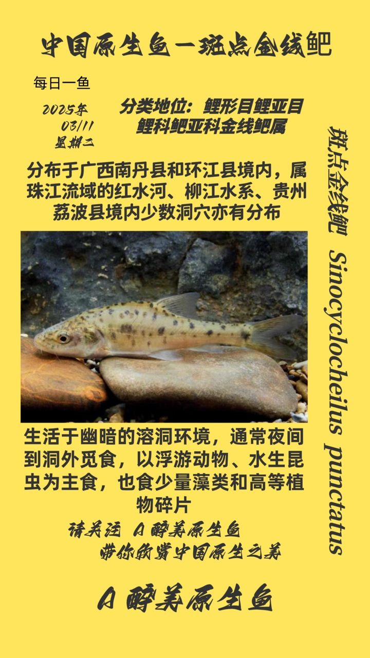 斑點金線鲃