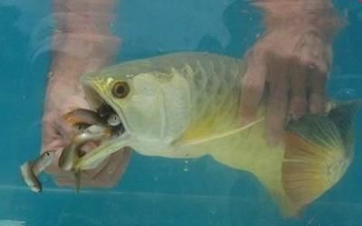 龍魚翻腮是怎么引起的vs祥龍魚場(chǎng)：如何預(yù)防龍魚翻腮 龍魚翻腮是怎么引起的vs祥龍魚場(chǎng)：如何預(yù)防龍魚翻腮 vs祥龍魚場(chǎng) 第5張