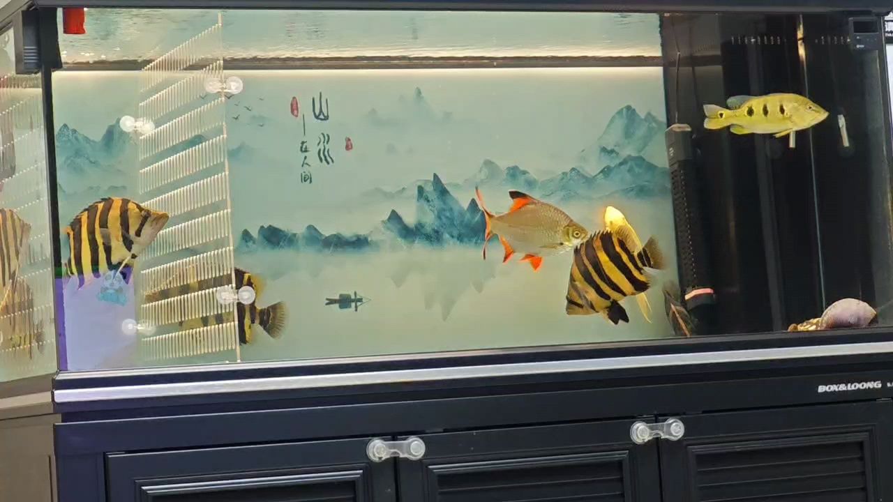 歡迎新來的伙伴，新入25公分虎魚，希望你們以后和諧相處。