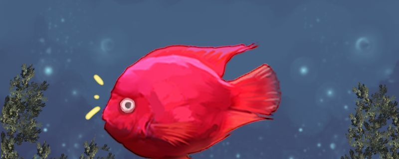 鸚鵡魚眼睛凸出來是什么病眼睛凸起怎么治