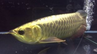 過背金龍多少錢（熱帶觀賞魚市場分析熱帶觀賞魚市場分析熱帶觀賞魚市場） 過背金龍多少錢（熱帶觀賞魚市場分析熱帶觀賞魚市場分析熱帶觀賞魚市場） 可麗愛魚缸 第2張