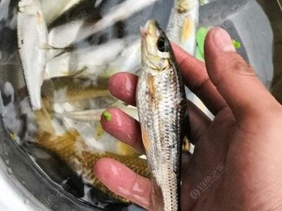 廣佛花魚之家是哪里（廣佛花魚之家是一個違建市場的投資方）