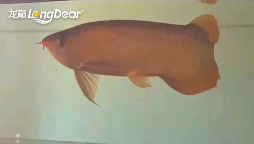 轉發727 轉發727 龍魚論壇
