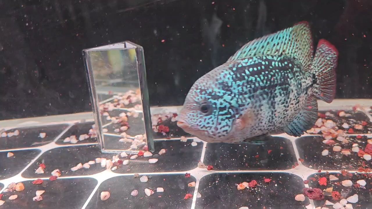 龍魚松鱗病是否患有松鱗病，如何判斷龍魚患有松鱗病