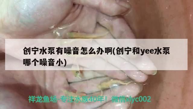 創(chuàng)寧水泵有噪音怎么辦啊(創(chuàng)寧和yee水泵哪個(gè)噪音小) 創(chuàng)寧水泵有噪音怎么辦啊(創(chuàng)寧和yee水泵哪個(gè)噪音小) yee
