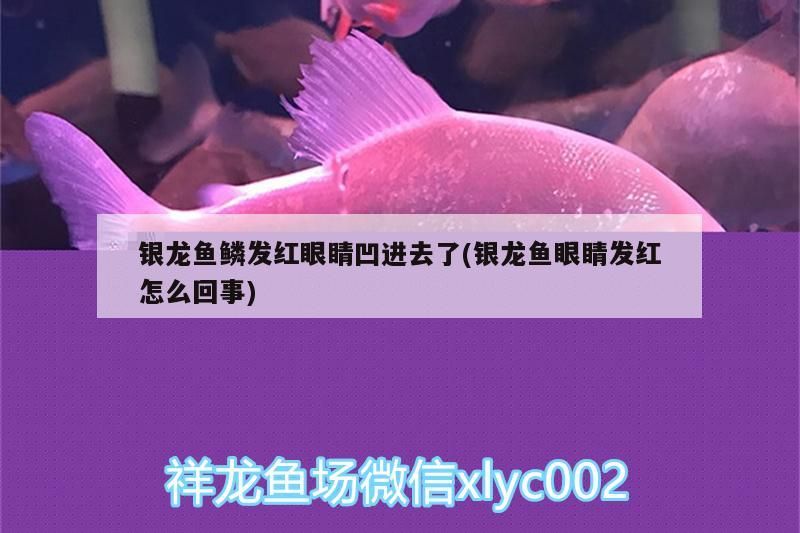 銀龍魚鱗發紅眼睛凹進去了(銀龍魚眼睛發紅怎么回事)