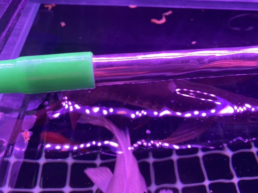 新魚缸怎么清洗和消毒水（新魚缸消毒方法）