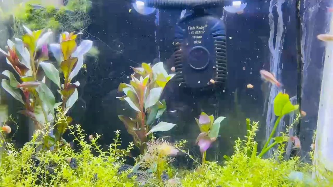 新草