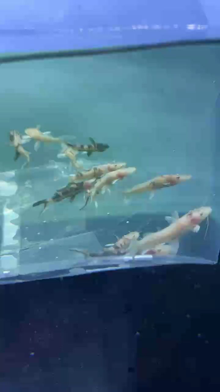 變異白子虎皮鴨嘴