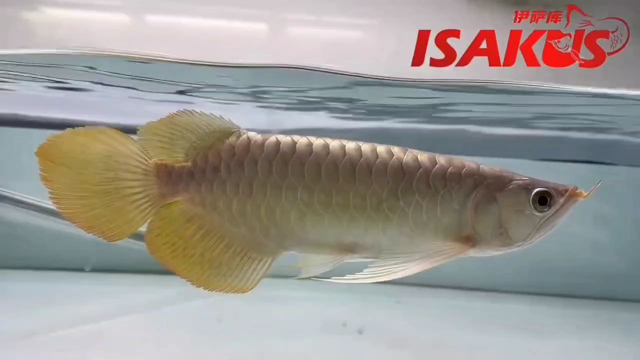 這個后三不用多解釋,實魚更值得你期待。 伊薩庫S級 這個后三不用多解釋,實魚更值得你期待。 伊薩庫S級