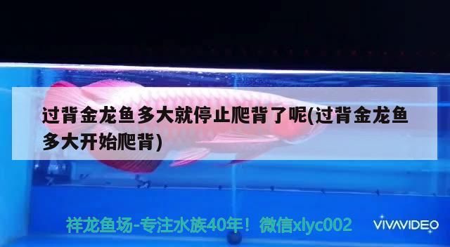 過背金龍魚多大就停止爬背了呢(過背金龍魚多大開始爬背)