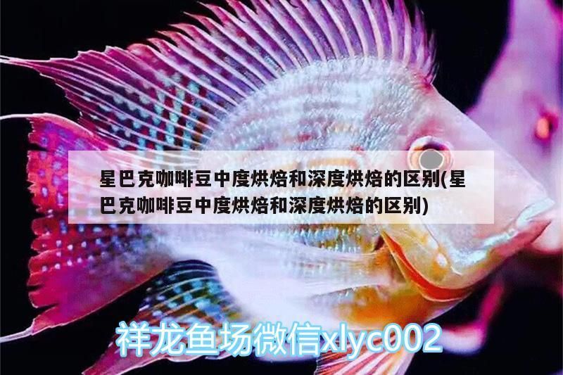 虎魚天天黑來點赤瞳黃金 星巴克咖啡豆中度烘焙和深度烘焙的區別(星巴克咖啡豆中度烘焙和深度烘焙的區別) 馬來西亞咖啡 星巴克咖啡豆中度烘焙和深度烘焙的區別(星巴克咖啡豆中度烘焙和深度烘焙的區別) 星巴克咖啡豆中度烘焙和深度烘焙的區別(星巴克咖啡豆中度烘焙和深度烘焙的區別) 馬來西亞咖啡