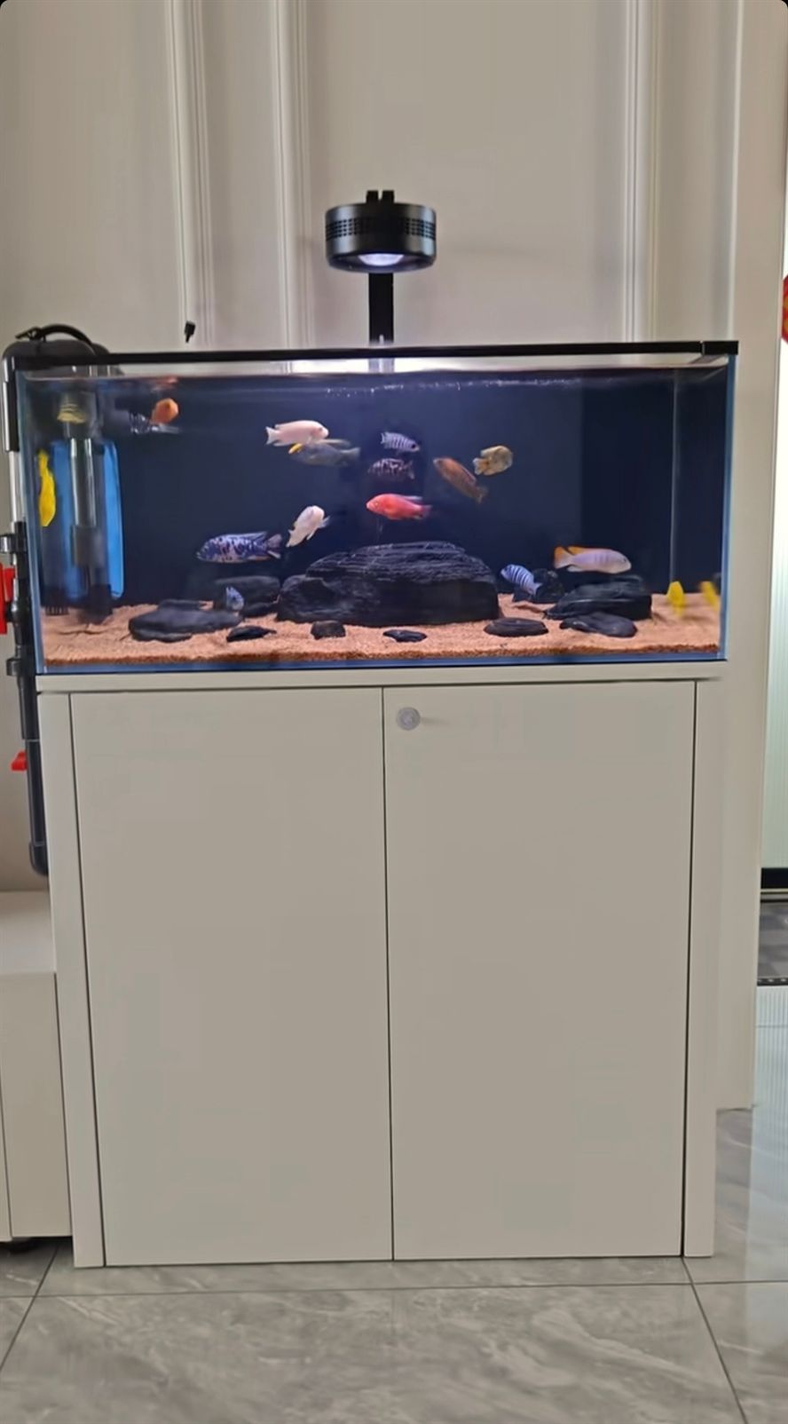 打卡嘍 打卡嘍 龍魚論壇
