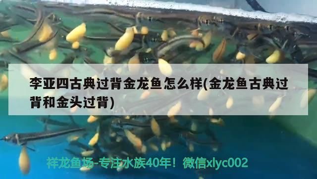 李亞四古典過背金龍魚怎么樣(金龍魚古典過背和金頭過背)