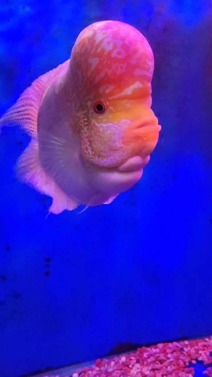 小火鳳長大啦