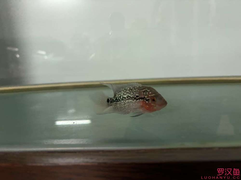這魚有希望嗎，什么品種的羅漢魚 這魚有希望嗎，什么品種的羅漢魚 龍魚論壇 第1張