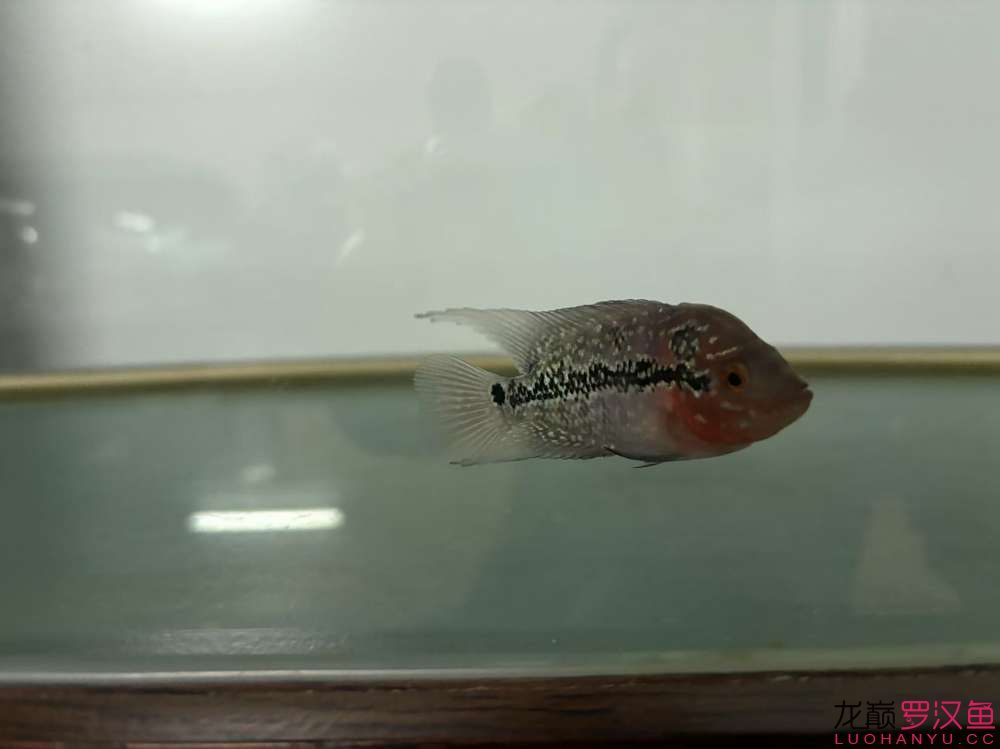 這魚有希望嗎，什么品種的羅漢魚 這魚有希望嗎，什么品種的羅漢魚 龍魚論壇 第2張