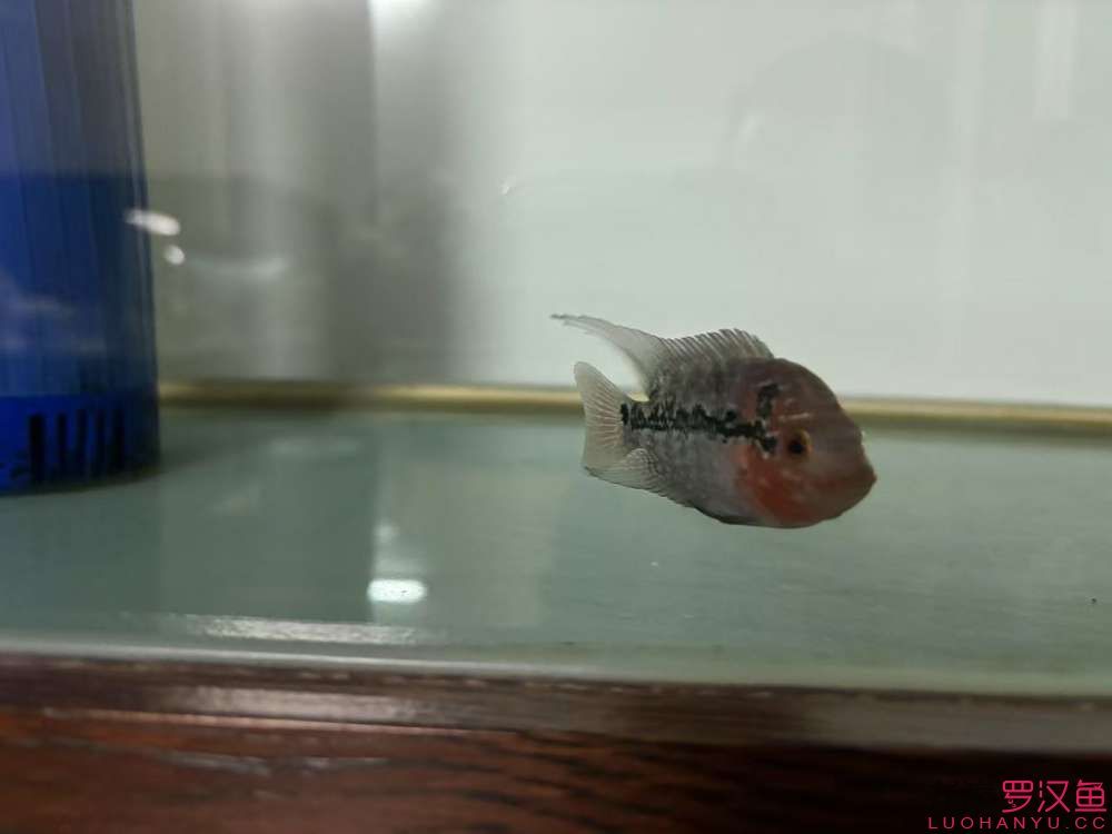 這魚有希望嗎，什么品種的羅漢魚 這魚有希望嗎，什么品種的羅漢魚 龍魚論壇 第4張