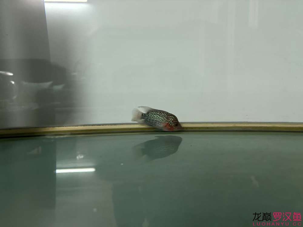 這魚有希望嗎，什么品種的羅漢魚 這魚有希望嗎，什么品種的羅漢魚 龍魚論壇 第3張