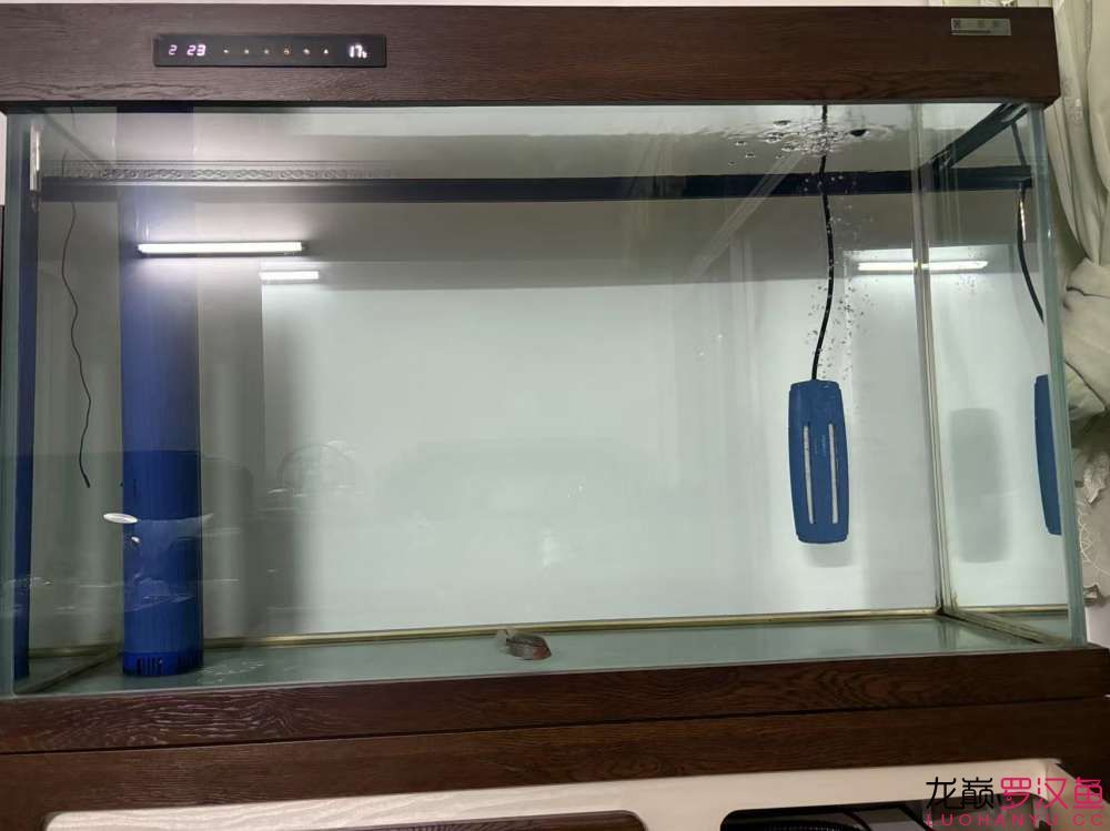 這魚有希望嗎，什么品種的羅漢魚 這魚有希望嗎，什么品種的羅漢魚 龍魚論壇 第6張