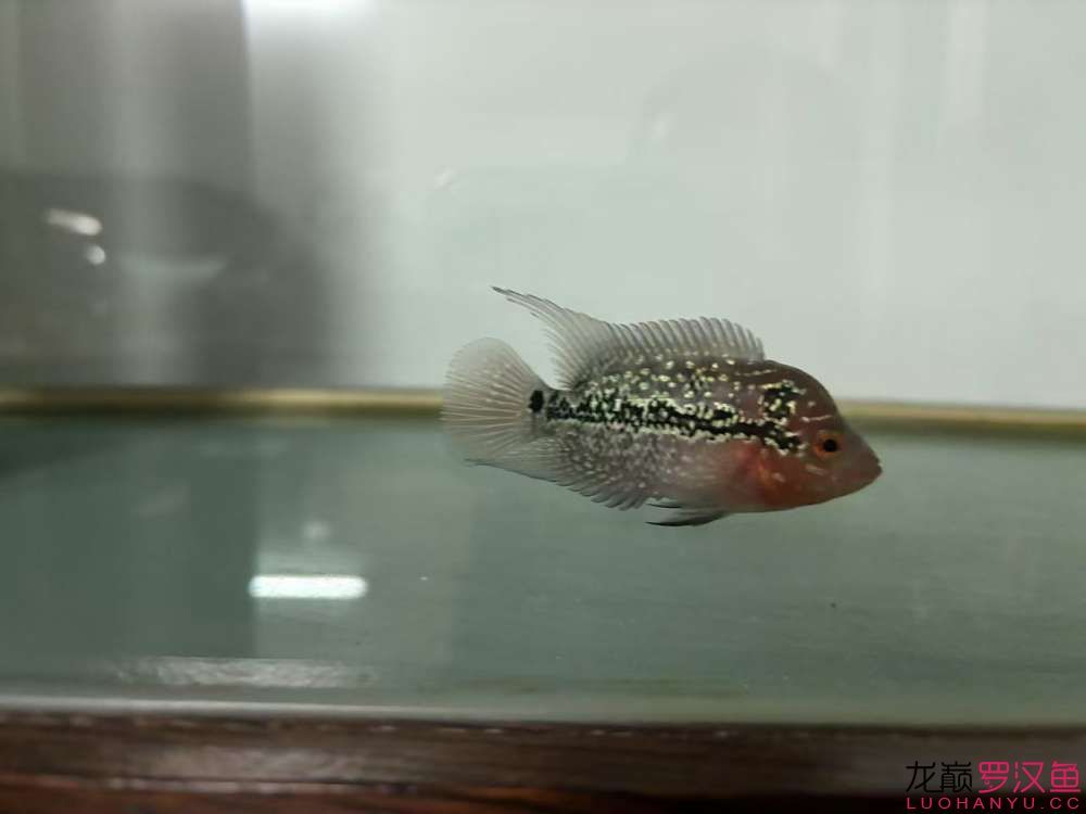 這魚有希望嗎，什么品種的羅漢魚 這魚有希望嗎，什么品種的羅漢魚 龍魚論壇 第5張