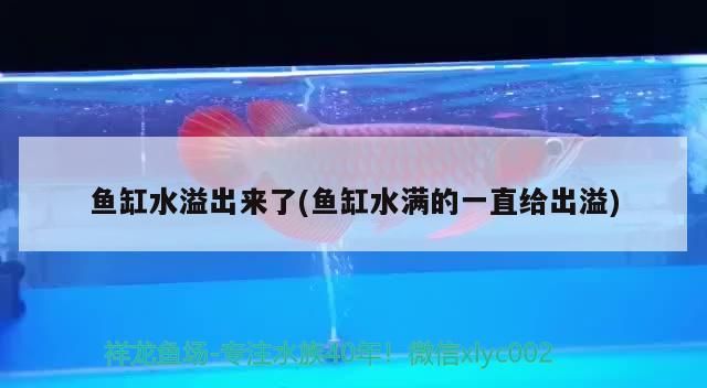 魚缸水溢出來了(魚缸水滿的一直給出溢)