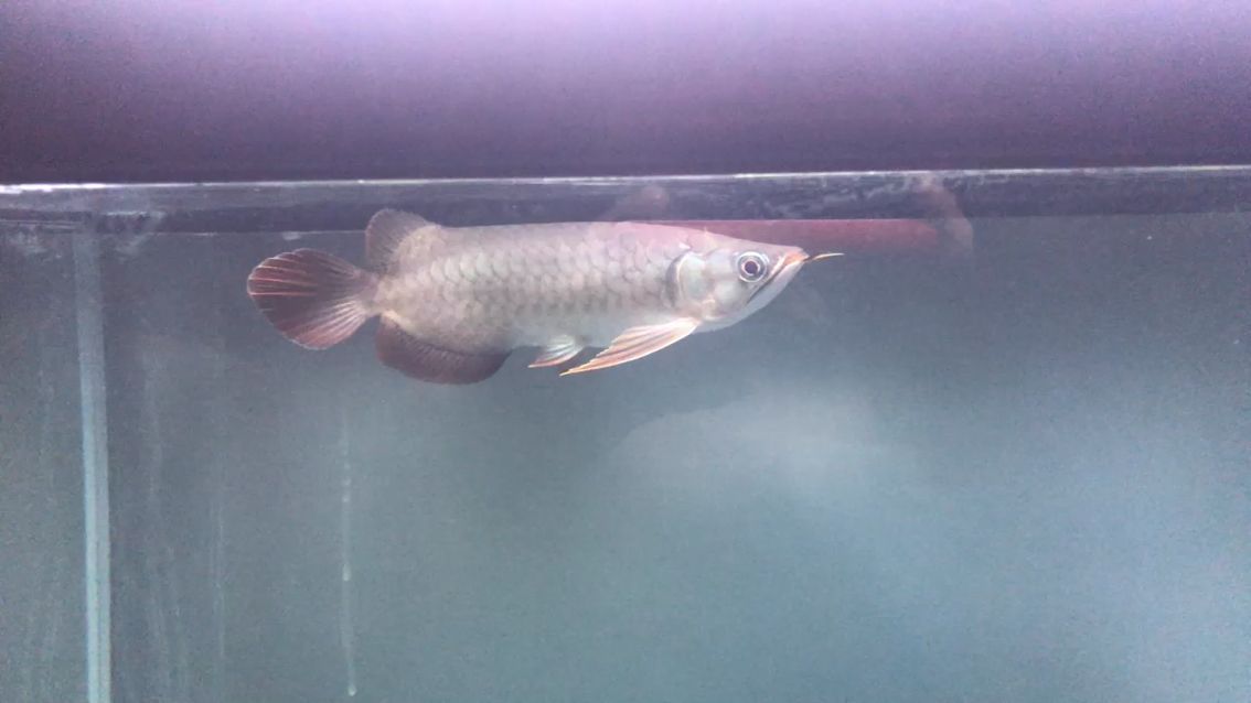 巢湖賣魚缸的地方在哪里有賣的啊（巢湖魚苗批發市場在哪）