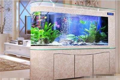 超白金魚缸視頻播放（關于超白金魚缸的相關信息）