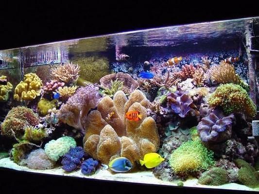 水族館店鋪裝修效果圖（水族館裝修效果圖）
