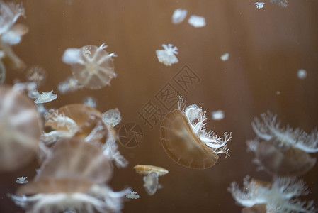 水族館壁紙高清：水族館壁紙高清，提供了一系列高清、逼真的海洋生物壁紙
