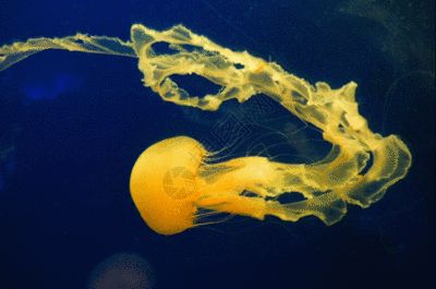 水族館壁紙高清：水族館壁紙高清，提供了一系列高清、逼真的海洋生物壁紙