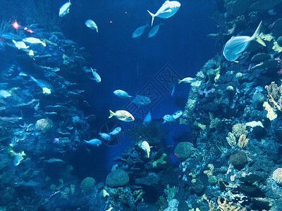 水族館壁紙高清：水族館壁紙高清，提供了一系列高清、逼真的海洋生物壁紙