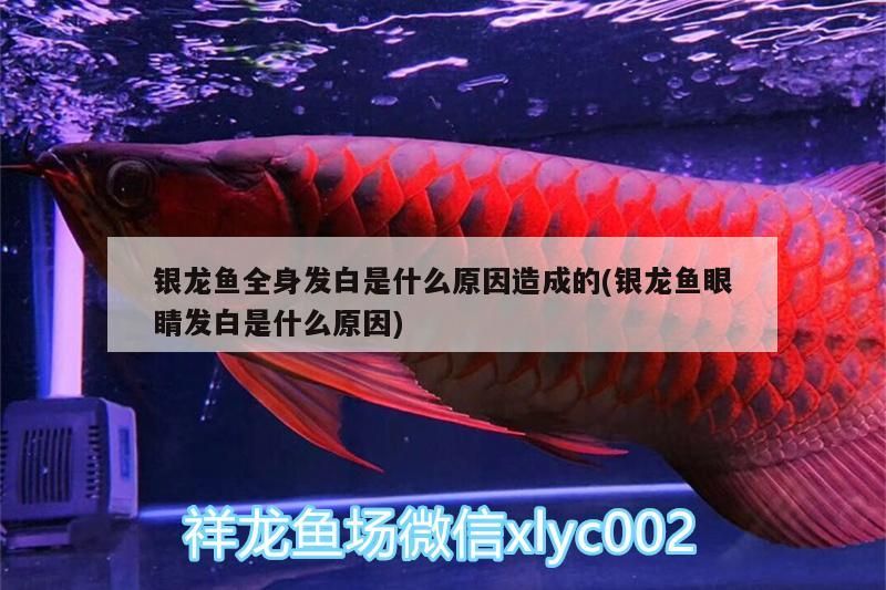 銀龍魚全身發(fā)白是什么原因造成的(銀龍魚眼睛發(fā)白是什么原因)