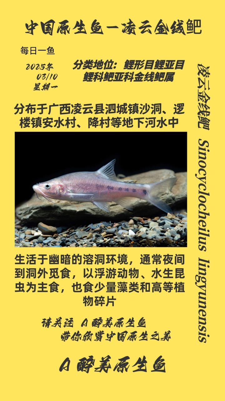 凌云金線鲃