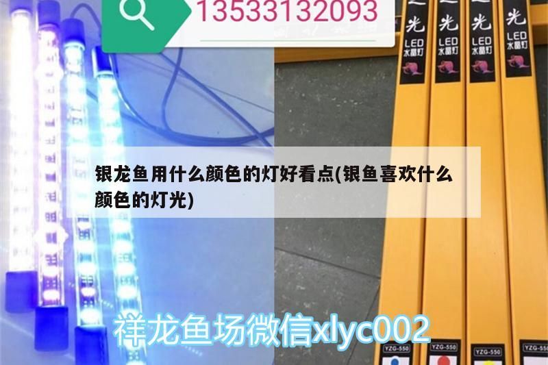 銀龍魚用什么顏色的燈好看點(銀魚喜歡什么顏色的燈光)