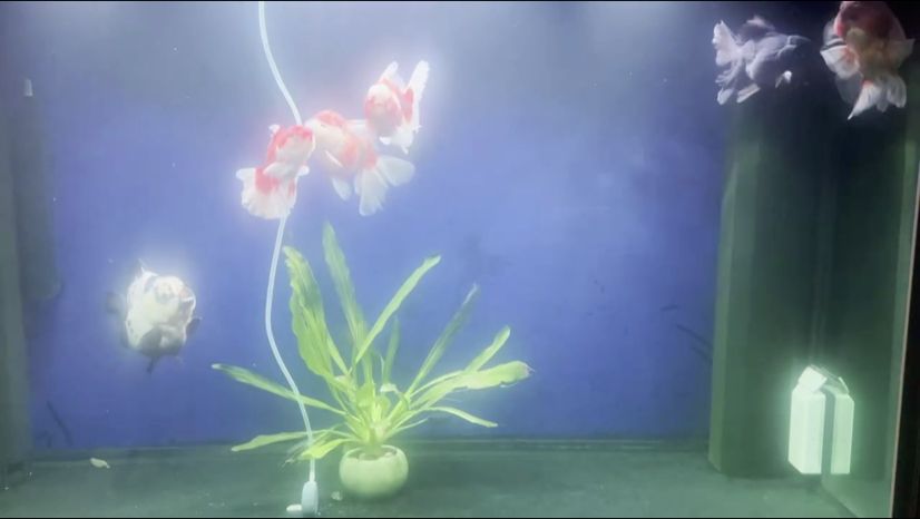 水深魚不靜