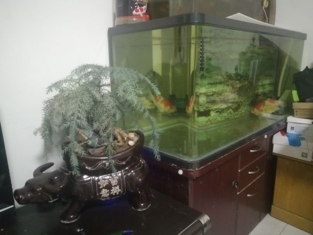 白色魚缸和黑色魚缸的區(qū)別（魚缸黑色聚財(cái)還是白色聚財(cái)）