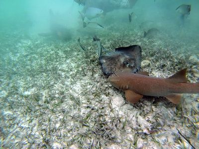 魟魚到家怎么過水：魟魚到家后過水是一個重要的環(huán)節(jié)，避免因環(huán)境變化過大導(dǎo)致死亡