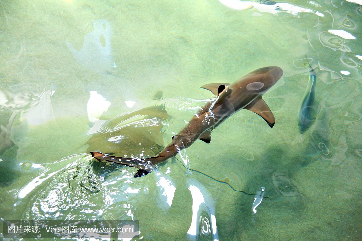 魟魚到家怎么過水：魟魚到家后過水是一個重要的環(huán)節(jié)，避免因環(huán)境變化過大導(dǎo)致死亡