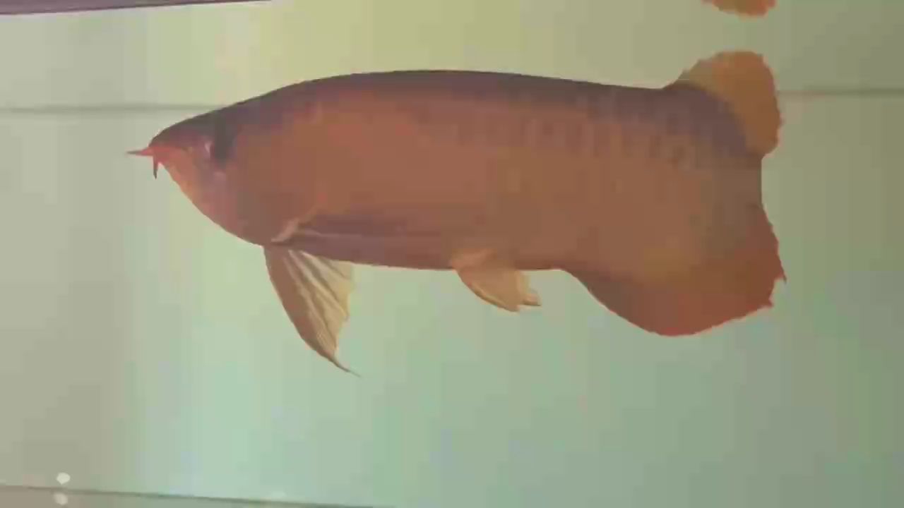 牛魔王到此一游