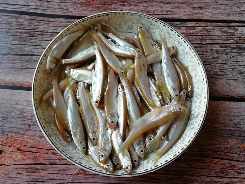 觀賞魚小白魚（養(yǎng)護小白魚需要注意以下幾點，適合初學(xué)者養(yǎng)護小白魚）